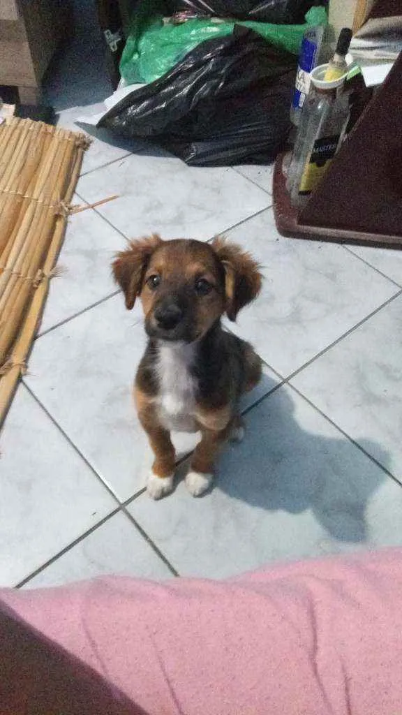 Cachorro raça Pastor alemão belga idade 7 a 11 meses nome Zeus
