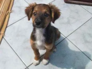 Cachorro raça Pastor alemão belga idade 7 a 11 meses nome Zeus