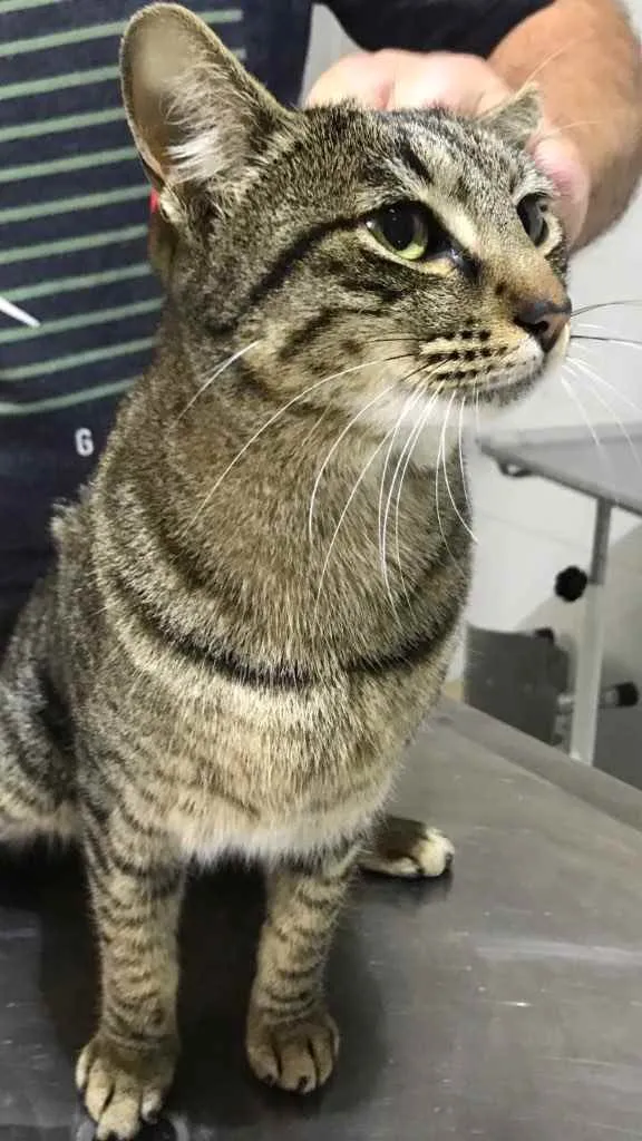 Gato raça Srd idade 1 ano nome Gucci