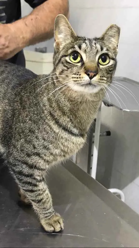 Gato raça Srd idade 1 ano nome Gucci