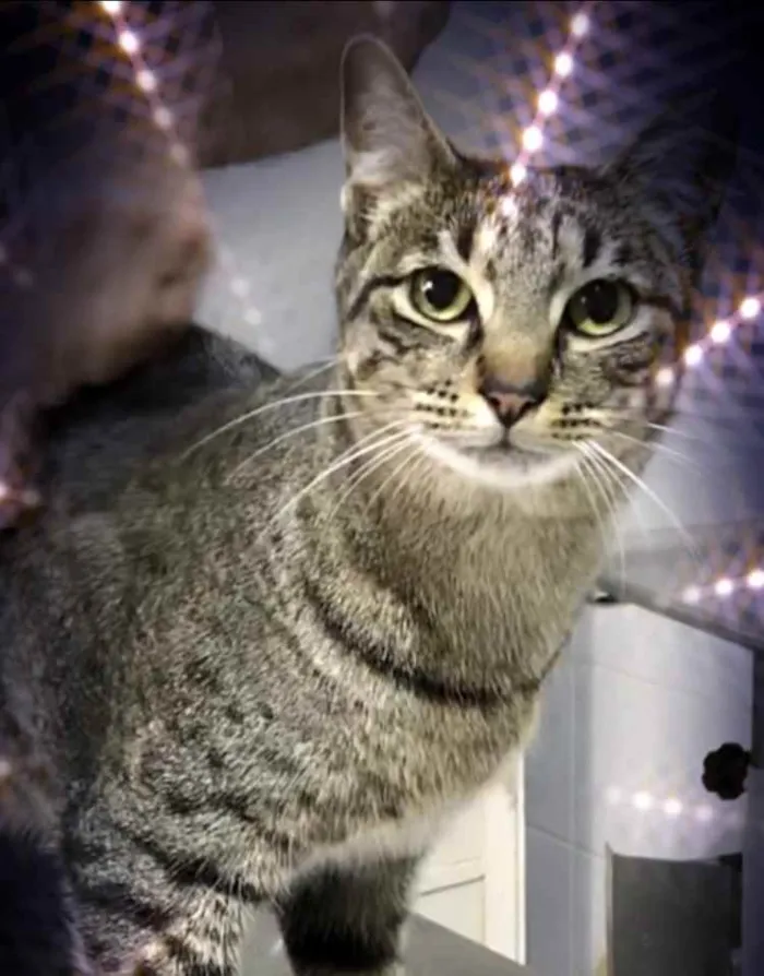 Gato raça Srd idade 1 ano nome Gucci