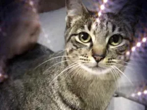 Gato raça Srd idade 1 ano nome Gucci