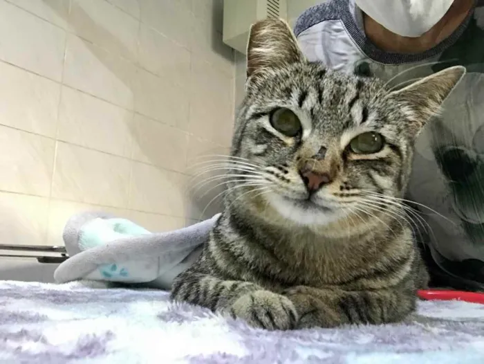 Gato raça Srd idade 1 ano nome Giorgio Armani 