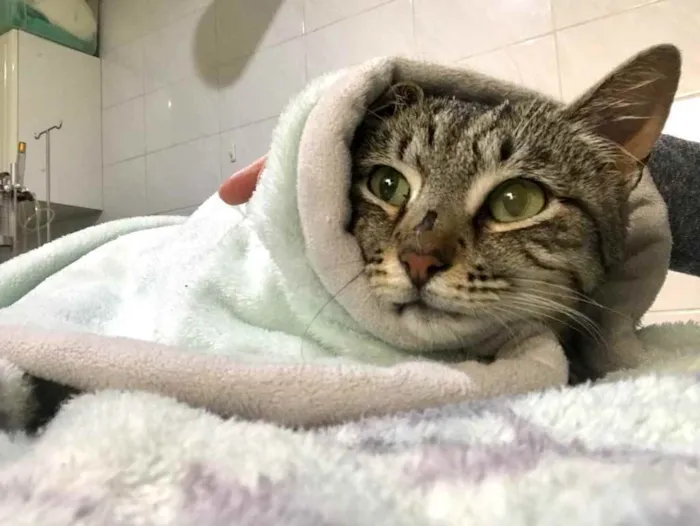 Gato raça Srd idade 1 ano nome Giorgio Armani 