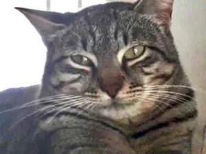 Gato raça Srd idade 1 ano nome Giorgio Armani 
