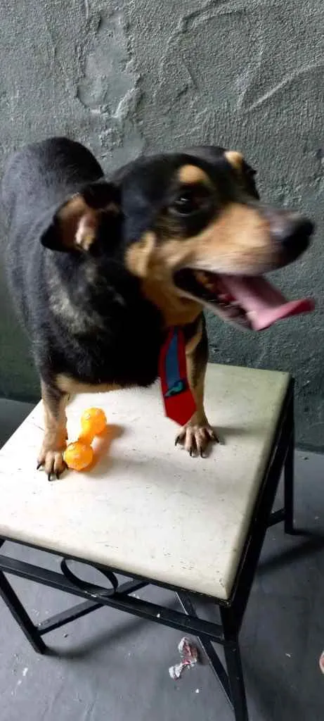 Cachorro raça Srd idade 1 ano nome Spike porte P fofo 