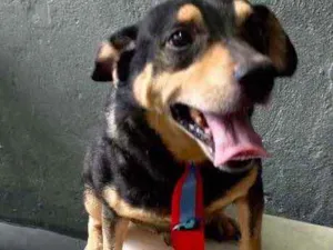 Cachorro raça Srd idade 1 ano nome Spike porte P fofo 