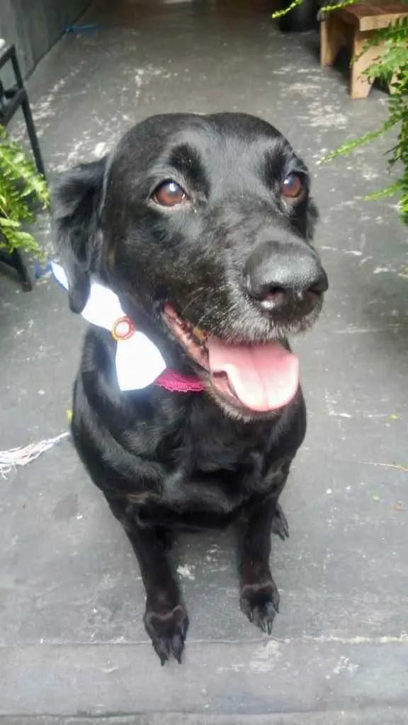 Cachorro raça Labrador mix srd idade 2 anos nome Luna Linda 