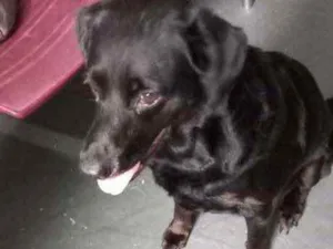 Cachorro raça Labrador mix srd idade 2 anos nome Luna Linda 