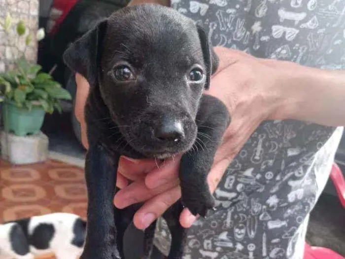 Cachorro ra a Vira lata idade Abaixo de 2 meses nome Não tem