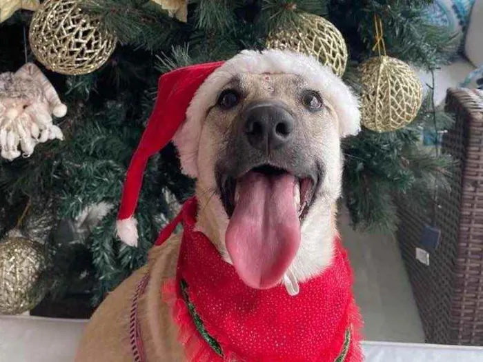 Cachorro raça SRD idade 7 a 11 meses nome Lilo