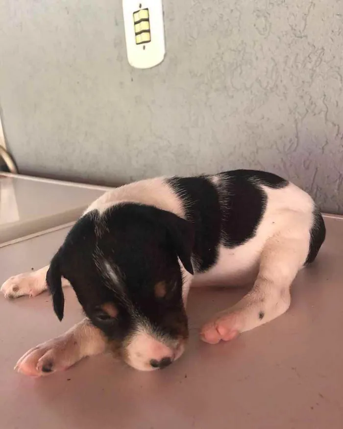 Cachorro raça SRD idade Abaixo de 2 meses nome Ainda não possuem 