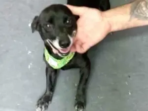 Cachorro raça Std idade 4 anos nome Neguinho lindo 