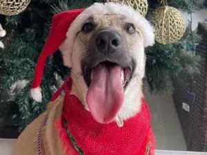Cachorro raça SRD idade 7 a 11 meses nome Lilo