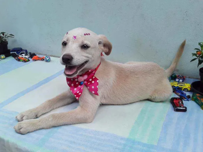 Cachorro ra a SRD idade 2 a 6 meses nome Sem Nome 1 Fêmea