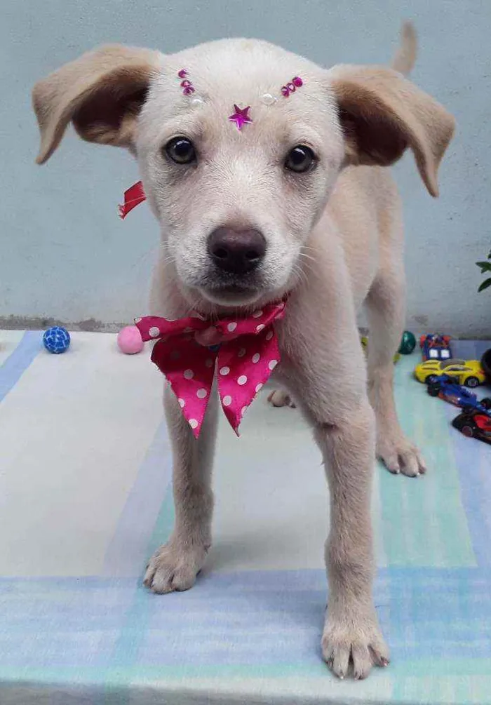 Cachorro ra a SRD idade 2 a 6 meses nome Sem Nome 1 Fêmea