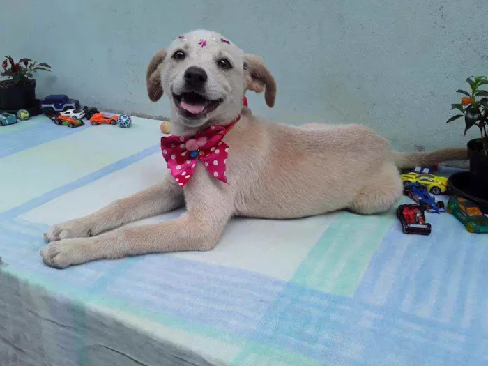 Cachorro ra a SRD idade 2 a 6 meses nome Sem Nome 1 Fêmea