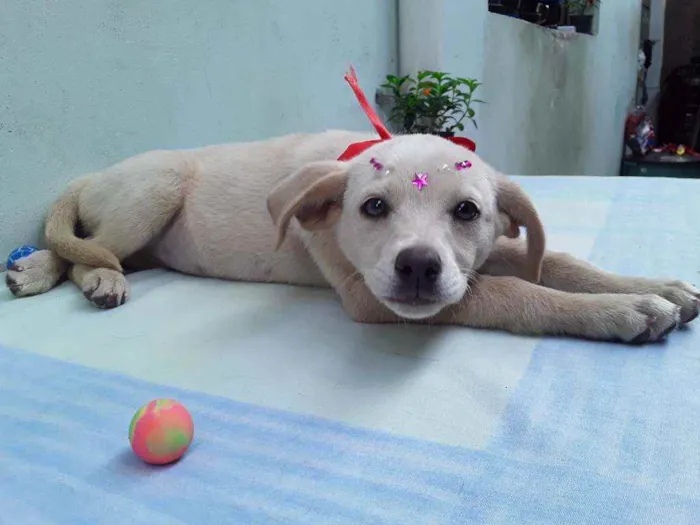 Cachorro ra a SRD idade 2 a 6 meses nome Sem Nome 1 Fêmea