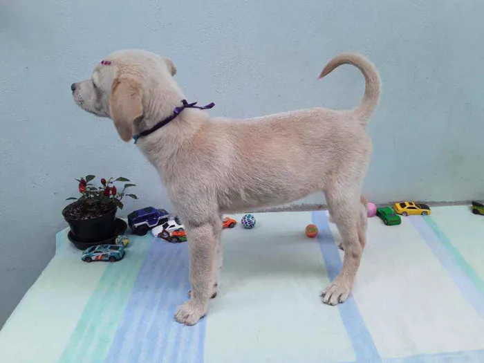 Cachorro ra a SRD idade 2 a 6 meses nome Sem Nome 1 Fêmea