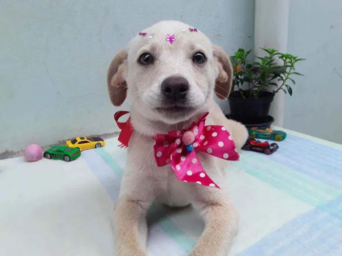 Cachorro ra a SRD idade 2 a 6 meses nome Sem Nome 1 Fêmea