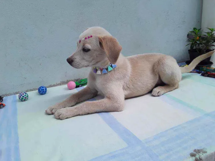 Cachorro ra a SRD idade 2 a 6 meses nome Sem Nome 1 Fêmea