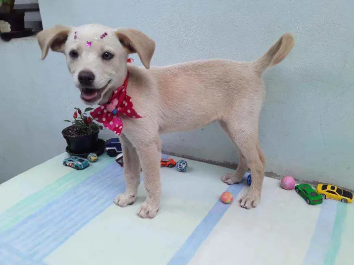 Cachorro ra a SRD idade 2 a 6 meses nome Sem Nome 1 Fêmea