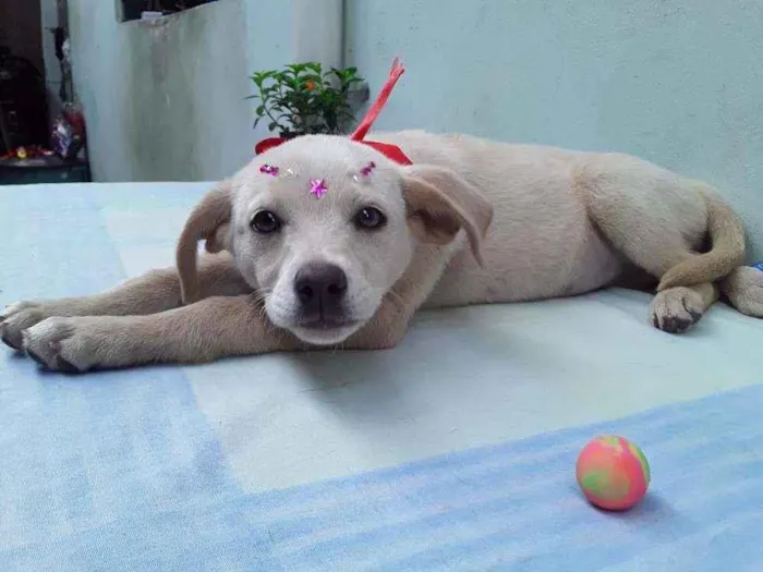 Cachorro ra a SRD idade 2 a 6 meses nome Sem Nome 1 Fêmea