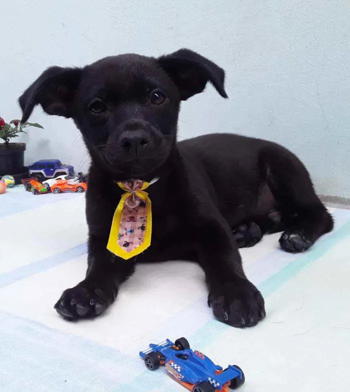 Cachorro ra a SRD idade 2 a 6 meses nome Sem Nome 2 Macho