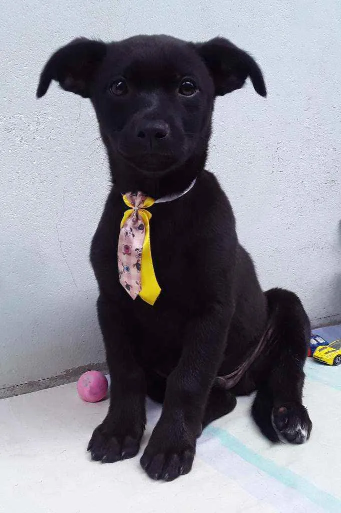 Cachorro ra a SRD idade 2 a 6 meses nome Sem Nome 2 Macho