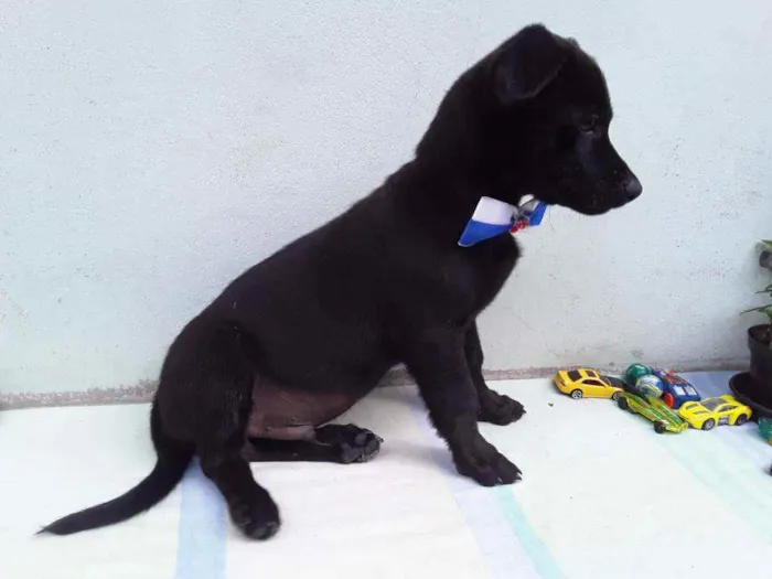 Cachorro ra a SRD idade 2 a 6 meses nome Sem Nome 2 Macho