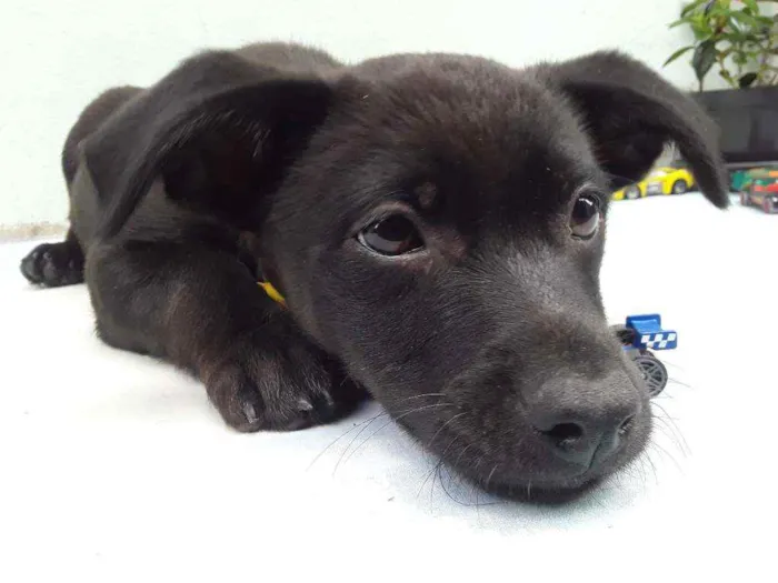 Cachorro ra a SRD idade 2 a 6 meses nome Sem Nome 2 Macho