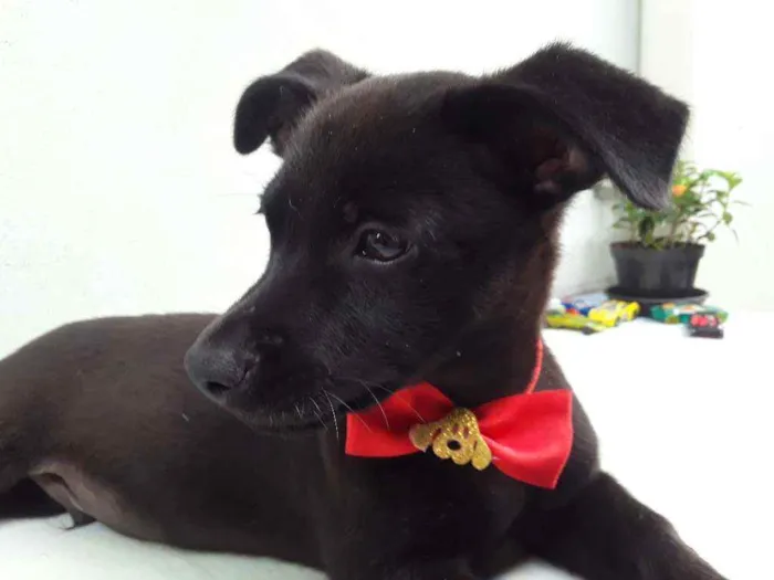 Cachorro ra a SRD idade 2 a 6 meses nome Sem Nome 2 Macho