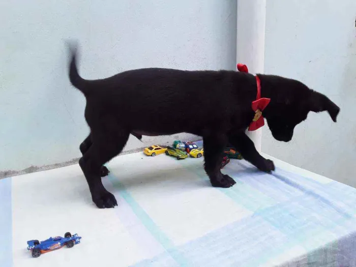 Cachorro ra a SRD idade 2 a 6 meses nome Sem Nome 2 Macho