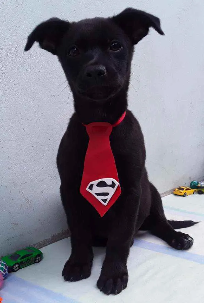 Cachorro ra a SRD idade 2 a 6 meses nome Sem Nome 2 Macho