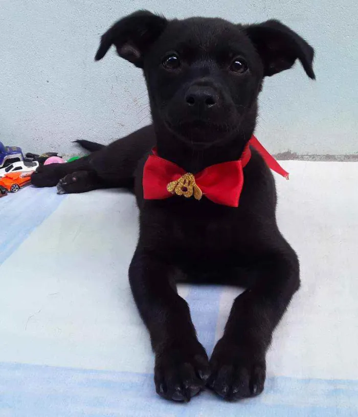 Cachorro ra a SRD idade 2 a 6 meses nome Sem Nome 2 Macho
