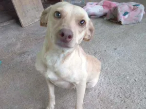 Cachorro raça Viralata idade 2 anos nome Xaquira