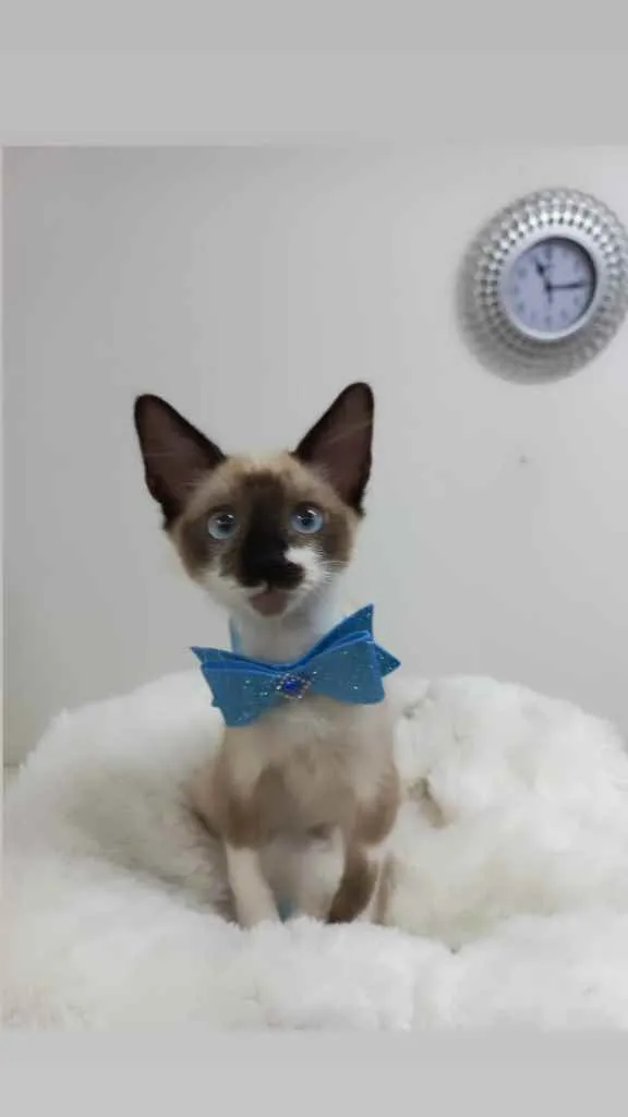 Gato raça Srd idade 2 a 6 meses nome Spock