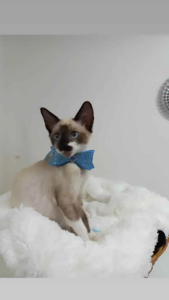 Gato raça Srd idade 2 a 6 meses nome Spock