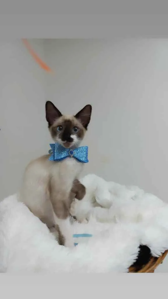 Gato raça Srd idade 2 a 6 meses nome Spock