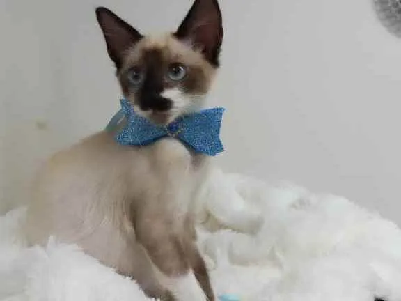 Gato raça Srd idade 2 a 6 meses nome Spock