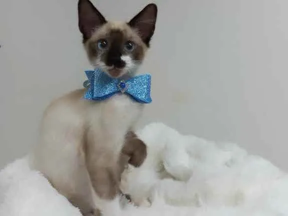 Gato raça Srd idade 2 a 6 meses nome Spock