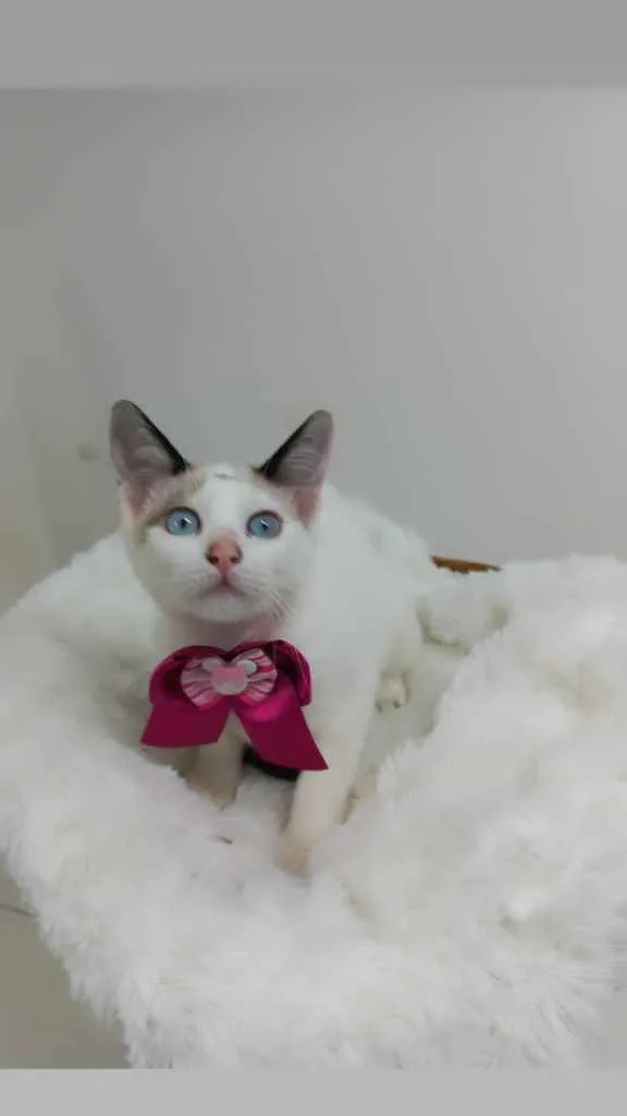 Gato raça Srd idade 2 a 6 meses nome Crystal