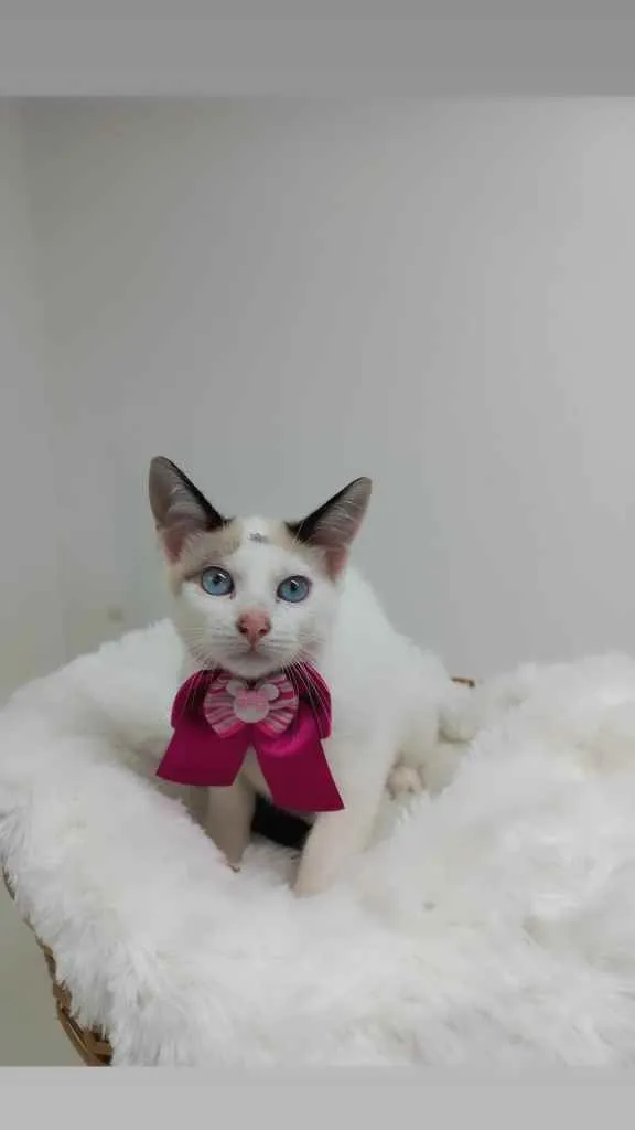 Gato raça Srd idade 2 a 6 meses nome Crystal