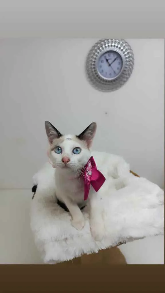 Gato raça Srd idade 2 a 6 meses nome Crystal