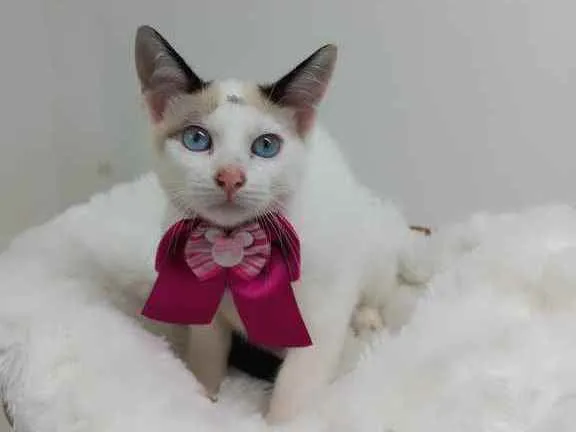 Gato raça Srd idade 2 a 6 meses nome Crystal