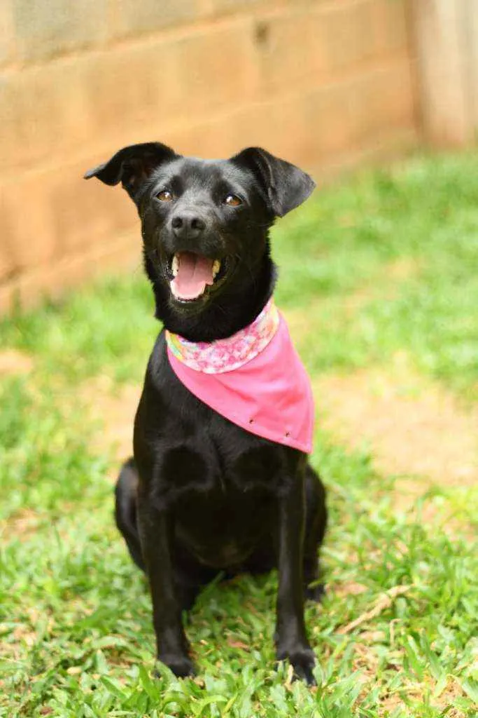 Cachorro raça Srd idade 1 ano nome Miucha