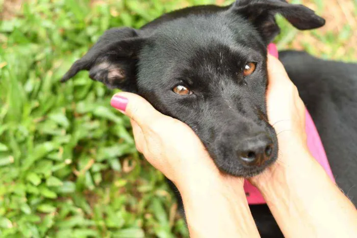 Cachorro raça Srd idade 1 ano nome Miucha