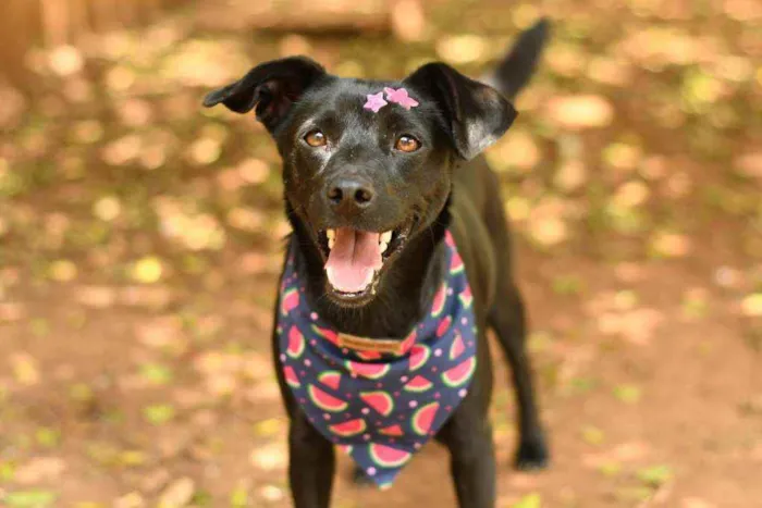 Cachorro raça Srd idade 1 ano nome Miucha