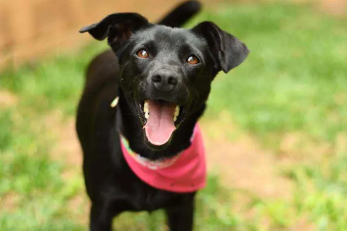 Cachorro raça Srd idade 1 ano nome Miucha