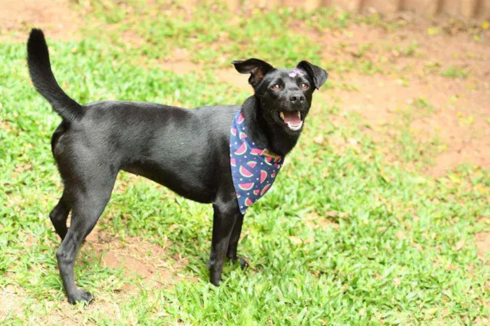 Cachorro raça Srd idade 1 ano nome Miucha